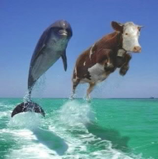 Cow dolphin pict-001